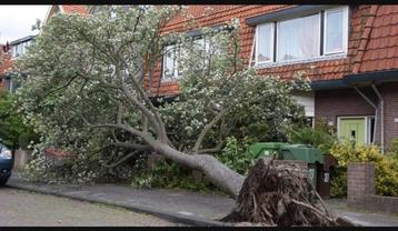 Omgewaaide boom beschikbaar voor biedingen