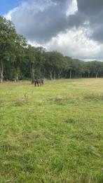 Weidegang aangeboden, Dieren en Toebehoren, Stalling en Weidegang, Weidegang