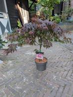 Acer Japanse Esdoorn Palmatum Antropurpureum, Tuin en Terras, Planten | Struiken en Hagen, Ophalen, Esdoorn, Minder dan 100 cm
