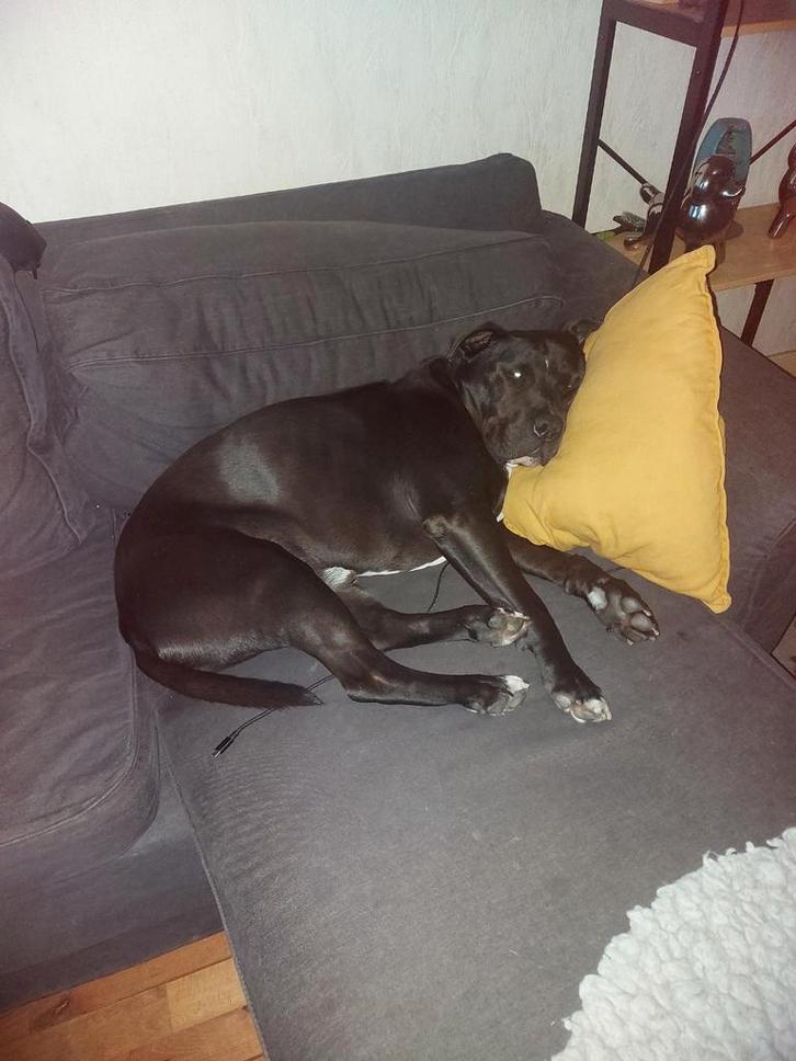 oppas aangeboden, Diensten en Vakmensen, Dieren | Honden | Verzorging, Oppas en Les
