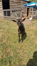6 jonge bokjes, Dieren en Toebehoren, Schapen, Geiten en Varkens, Mannelijk, Geit, 0 tot 2 jaar