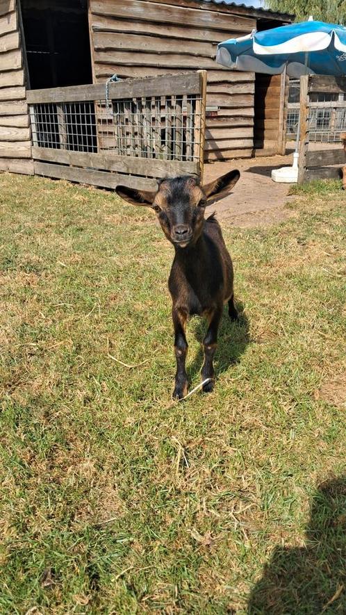 6 jonge bokjes, Dieren en Toebehoren, Schapen, Geiten en Varkens, Geit, Mannelijk, 0 tot 2 jaar