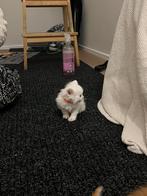 Schattige mooie Britse langhaar X Turkse Angora kittens, Dieren en Toebehoren, Katten en Kittens | Overige Katten, Meerdere dieren