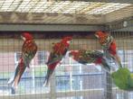 te koop 2 koppels rode  rossellas, Dieren en Toebehoren, Vogels | Parkieten en Papegaaien, Meerdere dieren, Parkiet, Geringd
