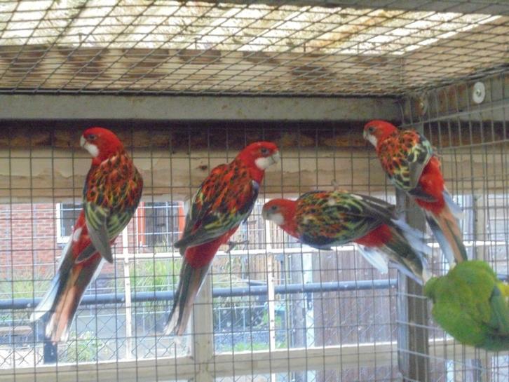 te koop 2 koppels rode  rossellas, Dieren en Toebehoren, Vogels | Parkieten en Papegaaien, Parkiet, Meerdere dieren, Geringd