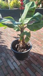 Bananenplant, Tuin en Terras, Planten | Tuinplanten, Ophalen, Overige soorten, Volle zon