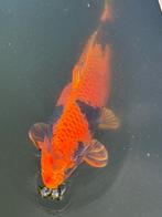 Koi kin ki utsari miyatora male 65 cm, Dieren en Toebehoren, Vissen | Vijvervissen, Karper of Koi