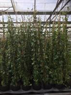 Hedera hibernica 150/175 cm met Gratis bind Clipjes, Ophalen of Verzenden