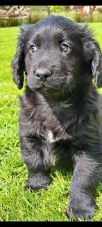 Prachtige lieve pups labrador x Friese Stabij, Dieren en Toebehoren, Nederland, Overige rassen, 8 tot 15 weken, CDV (hondenziekte)