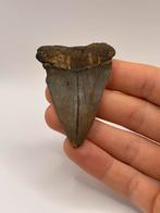 Haaientand Isurus Hastalis 6.5 centimeter, Verzamelen, Mineralen en Fossielen, Ophalen of Verzenden, Fossiel