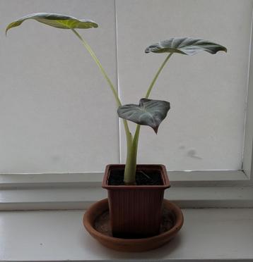 Alocasia Regal Shield beschikbaar voor biedingen
