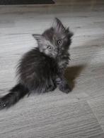 Ragdoll kittens, Dieren en Toebehoren, Katten en Kittens | Raskatten | Langhaar, Meerdere dieren, Ontwormd, 0 tot 2 jaar