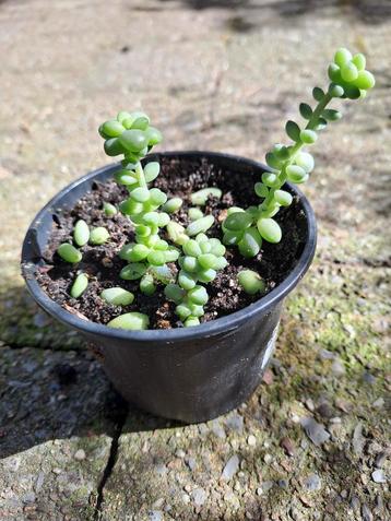 Burro's Tail Vetplant Ezelstaart Succulent plantje🌵OPHALEN  beschikbaar voor biedingen