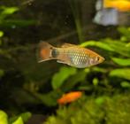 Platy blauw (plaatje), Dieren en Toebehoren, Vissen | Aquariumvissen, Vis, Zoetwatervis, Schoolvis