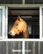 Buitenstal 14x10m | 6 paardenboxen 3.5x3.5 | Paardenstal |, Dieren en Toebehoren, Stalling en Weidegang, Stalling, 4 paarden of pony's of meer