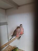 Koppel bourks parkieten, Dieren en Toebehoren, Vogels | Parkieten en Papegaaien, Meerdere dieren, Parkiet