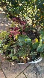 Gratis vrouwenmantel en sedum, Ophalen, Bodembedekkers, Volle zon