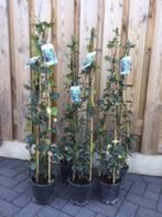 Toscaanse Jasmijn is een wintergroene klimplant, Ophalen, Volle zon, Vaste plant, Klimplanten