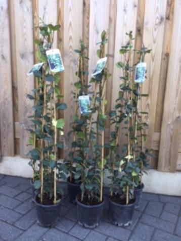 Toscaanse Jasmijn is een wintergroene klimplant beschikbaar voor biedingen