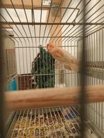 Roodmus pheo ( man ), Dieren en Toebehoren, Vogels | Overige Vogels, Mannelijk, Wildzangvogel, Geringd