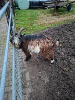 Landgeit bok, Dieren en Toebehoren, Schapen, Geiten en Varkens