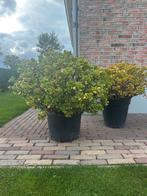 Prachtige grote Jadeplanten (Crassula ovata), Ophalen of Verzenden, Winter, Overige soorten, Volle zon