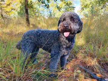 Dekreu labradoodle F4 ervaren