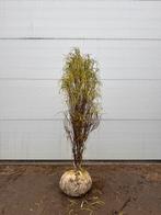 Frangula alnus ‘Fine Line’ | Zuil 125cm |, Tuin en Terras, Planten | Struiken en Hagen, Ophalen, Overige soorten, Struik, 100 tot 250 cm