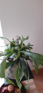 Hertshoornvarens., Huis en Inrichting, Kamerplanten, Ophalen, Overige soorten, Halfschaduw, Minder dan 100 cm