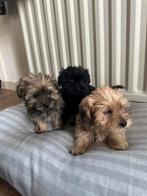 York X thi thu pups te koop, Dieren en Toebehoren, Nederland, Overige rassen, 8 tot 15 weken, Teef