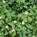 Pachysandra/schaduw kruid bodembedekkers, Halfschaduw, Zomer, Bodembedekkers, Ophalen of Verzenden