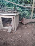 Tekoop koppel mandarijn eenden, Meerdere dieren, Eend