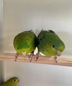 Catharina parkieten, Meerdere dieren, Parkiet