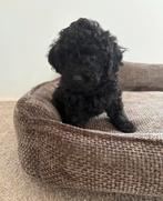 Toy / dwergpoedel pups, 8 tot 15 weken, Meerdere, Meerdere dieren, CDV (hondenziekte)