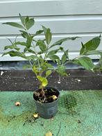 Walnoot boom, Herfst, Overige soorten, Ophalen, Volle zon