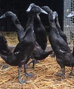 Levendige Indische Loopeenden - Geboren in Juni!, Dieren en Toebehoren, Pluimvee, Meerdere dieren, Eend