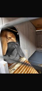 2 hangoor dwergkonijnen incl. hok, Meerdere dieren, Dwerg, Hangoor, 3 tot 5 jaar