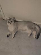 5 maanden poesje, Poes, Gechipt, 0 tot 2 jaar