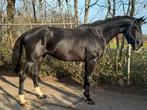 Imposante 4 jr Toto's boy x Zhivago, Dieren en Toebehoren, Paarden, 175 cm of meer, Gechipt, Ruin, Dressuurpaard