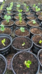 Surinaamse Sopropo (karayla) planten 3,00 euro per plant., Tuin en Terras, Zomer, Ophalen, Volle zon
