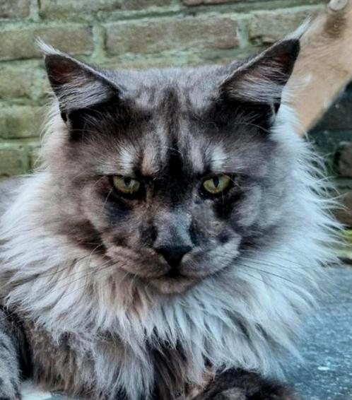 XXL Maine Coon Rus DEKKATER BlackSmoke GetestVriendelijkReus, Dieren en Toebehoren, Katten en Kittens | Dekkaters, 3 tot 5 jaar