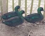 Te koop smaragd eend vrouwtje, Dieren en Toebehoren, Pluimvee, Vrouwelijk, Eend