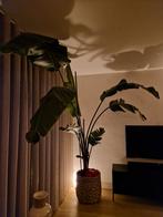 Strelitzia XXL, Huis en Inrichting, Kamerplanten, Ophalen, Overige soorten, 200 cm of meer