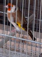 Mooi buine popje van 2024