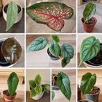 Plantpakket met 10 items t.w.v. €80, nu voor maar €20, Ophalen of Verzenden