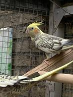 Zéér Mooi Bont Geparelde Valkparkiet Man., Dieren en Toebehoren, Vogels | Parkieten en Papegaaien, Mannelijk, Parkiet