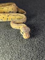 1.0 Male Pastel Pinstripe Desert Ghost, Dieren en Toebehoren, Reptielen en Amfibieën, Slang, Tam, 0 tot 2 jaar