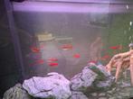 Sherrybarbelen, neon tetra en een Blauwe Goerami, Dieren en Toebehoren, Vis, Zoetwatervis, Schoolvis
