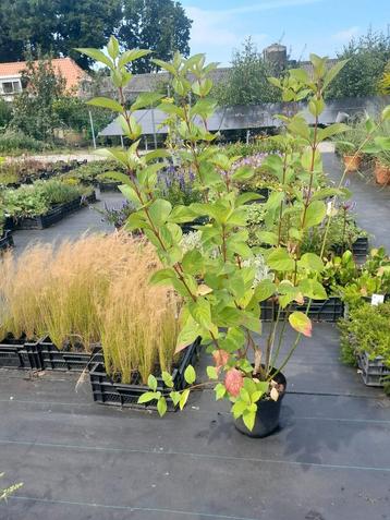 Cornus alba 'Sibirica' - Rode Kornoelje beschikbaar voor biedingen