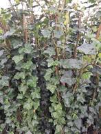 hedera plattensee, Ophalen, Halfschaduw, Overige soorten, 100 tot 250 cm